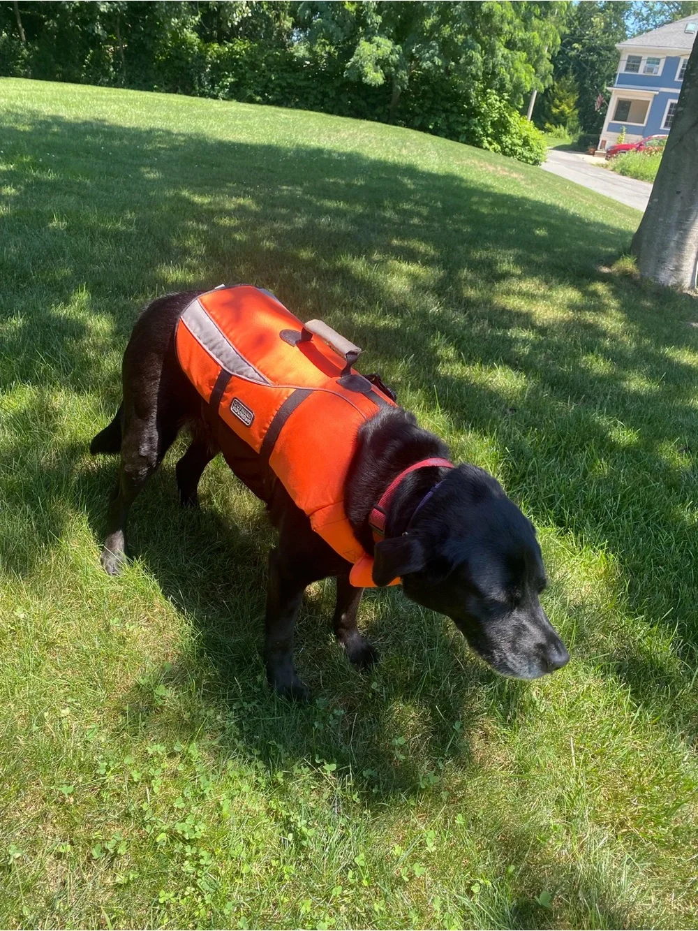 Outward Hound Orange  Reflective Dog Life Jacket - High-Visibility Safety Vest